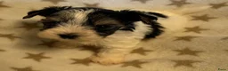 Yorkshire Terriër honden te koop: Biewer reutjes beschikbaar voor reservering - Advertentie 7