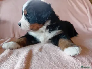 Berner Sennenhond honden Benner sennen pups - Advertentie 2