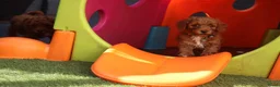 Kruising honden te koop: Prachtig mini Australian labradoodle pupjes - Advertentie 24