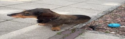 Ruwhaar Teckel honden te koop: Prachtige Ruwharige Teckel pups - Advertentie 15