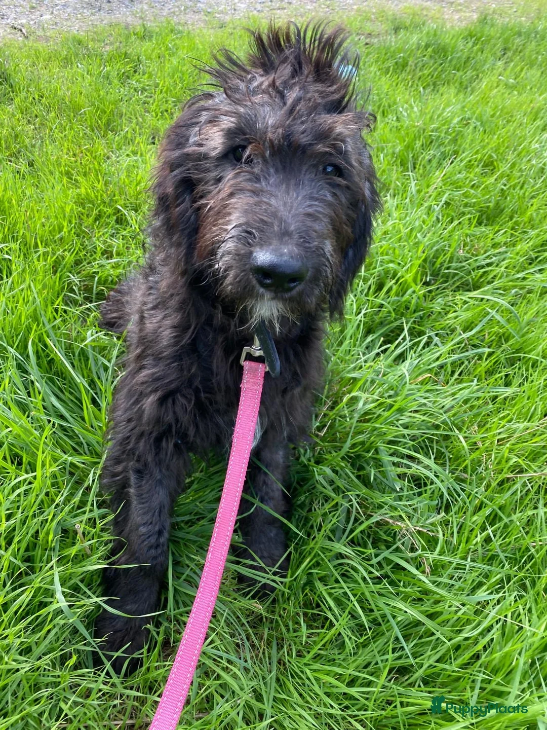 Kruising honden te koop: Mooie zwarte goldendoodles! - Advertentie 5