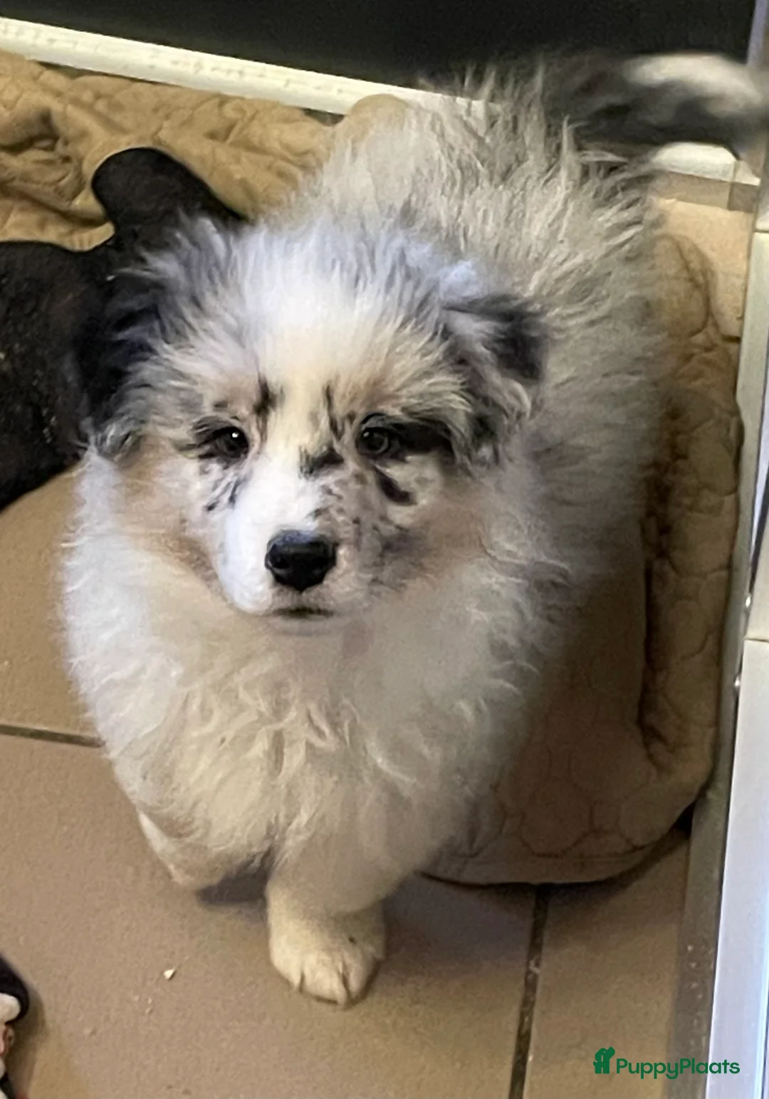 Australian Shepherd honden te koop: Australische herder pups - Advertentie 7