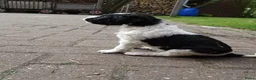 Friese Stabij honden te koop: friese stabij pups - Advertentie 5