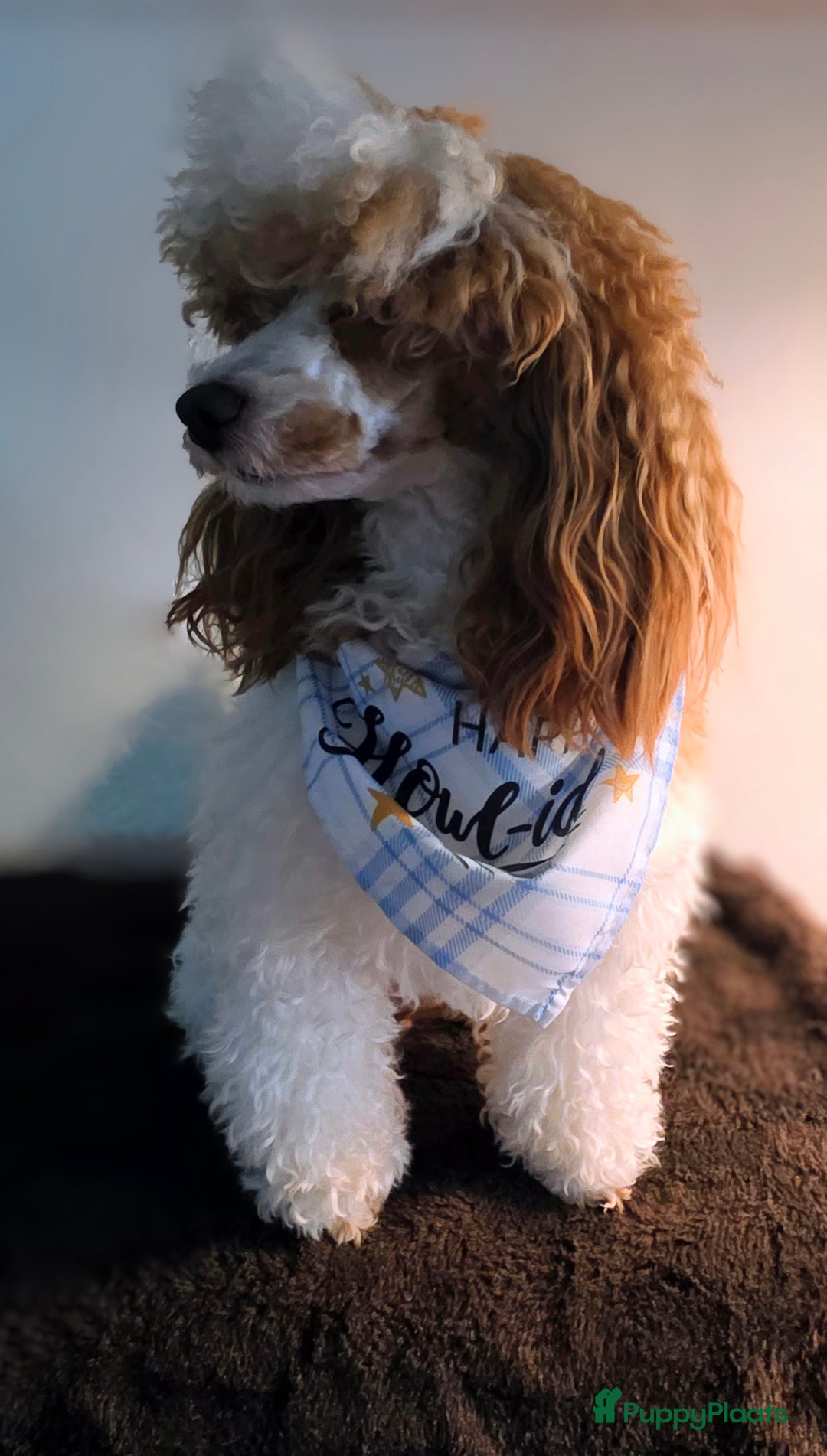 Dwergpoedel honden te koop: Xenna drachtig van 5 puppy's  - Advertentie 11