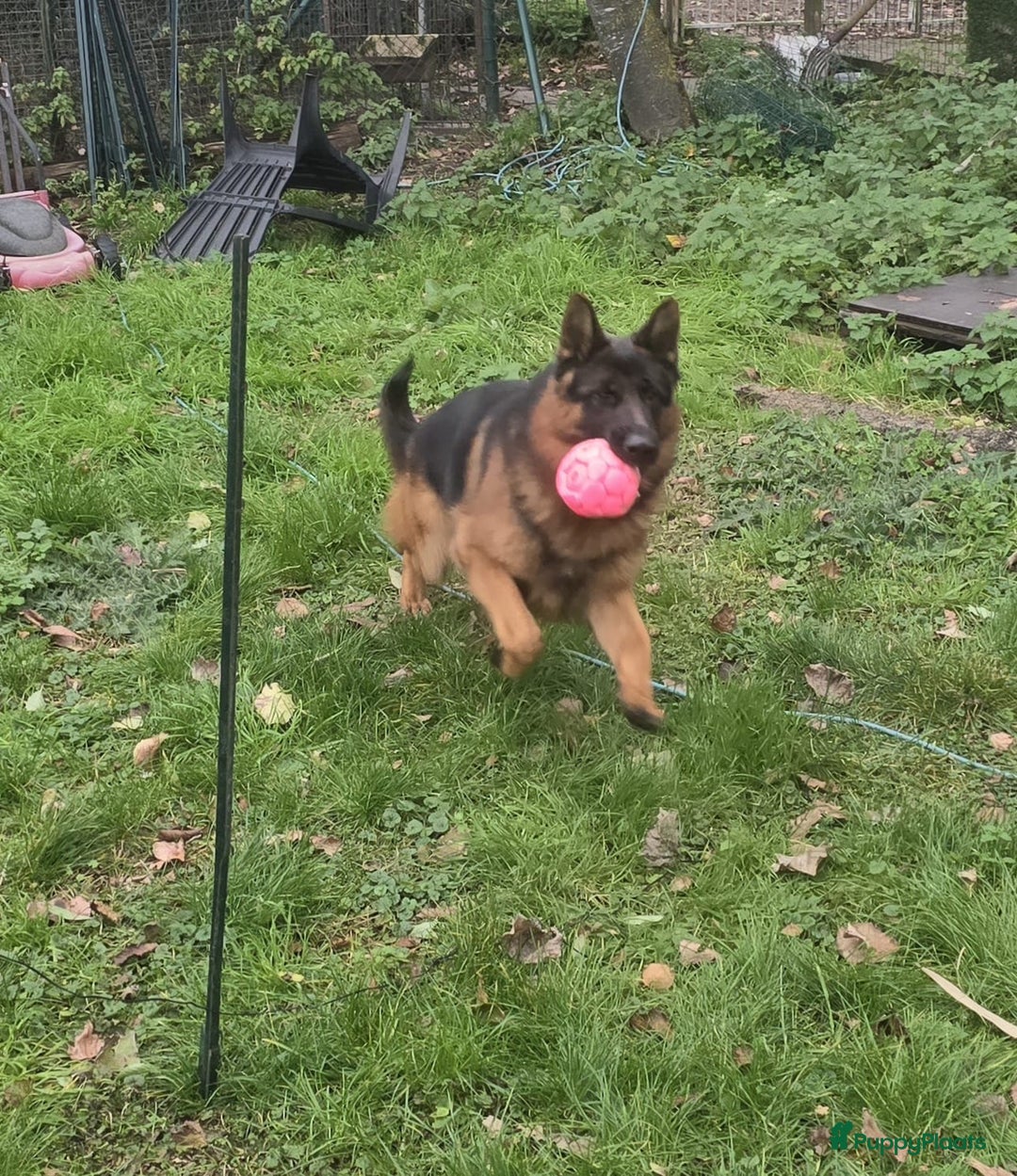 Duitse Herder honden te koop: Stamboom Duitseherder pups  HD en ED  vrij - Advertentie 8