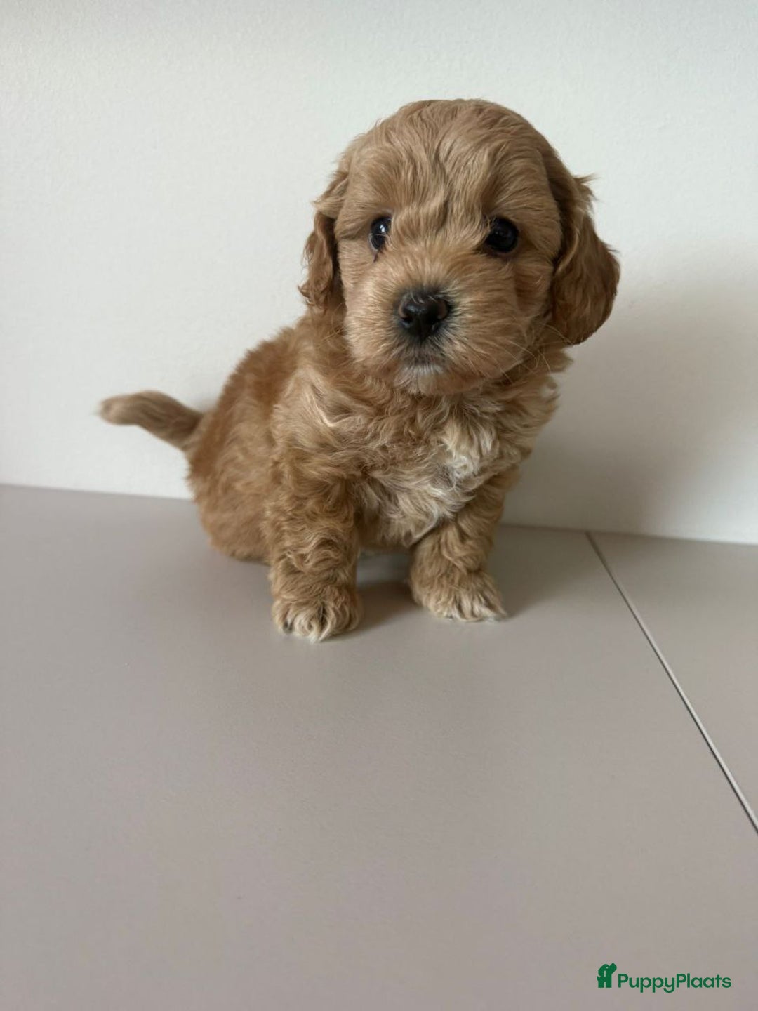 Maltipoo honden te koop: malteserpoedel pup, 7 weken - Advertentie 2