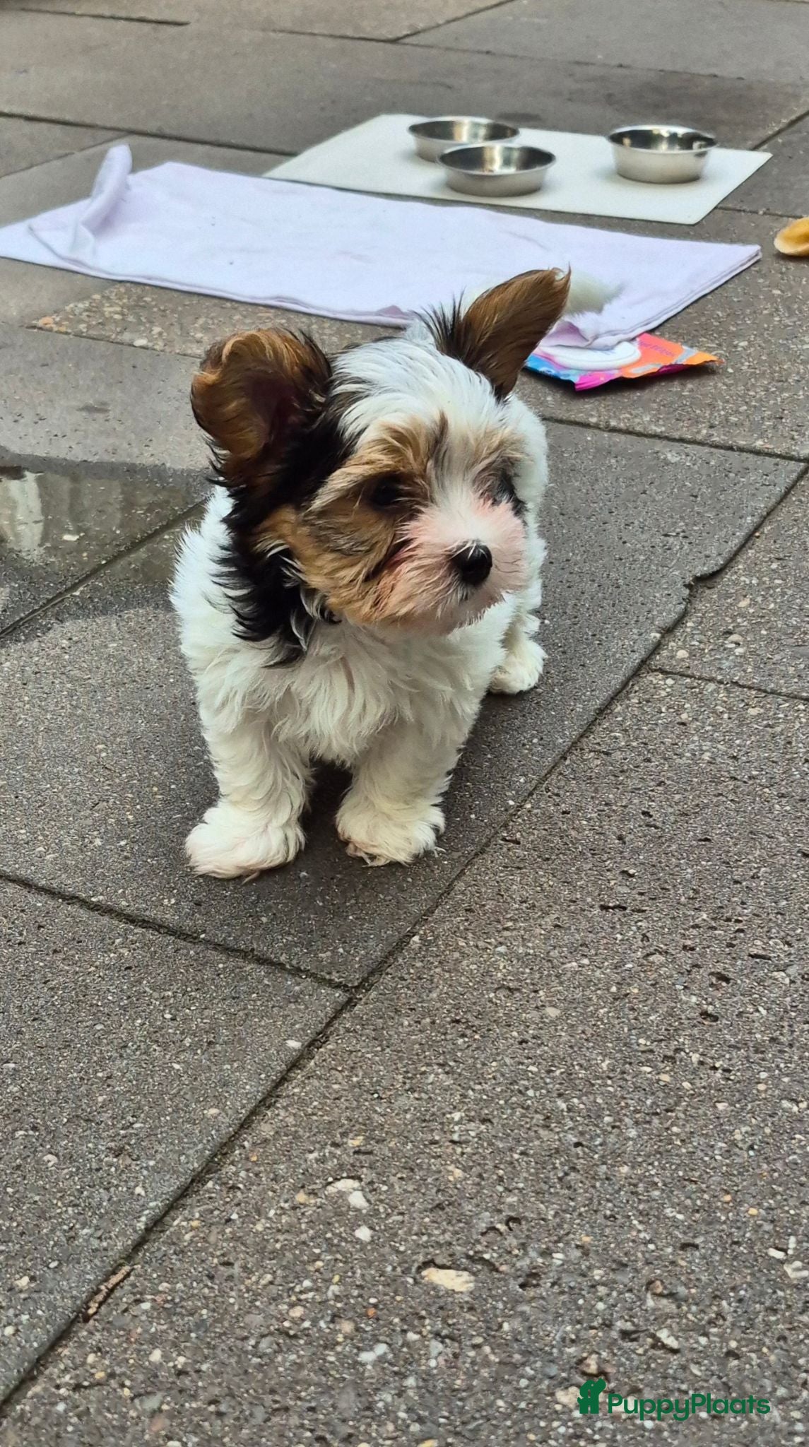 Kruising honden Biewer yorkshire terriërtjes  - Advertentie 6