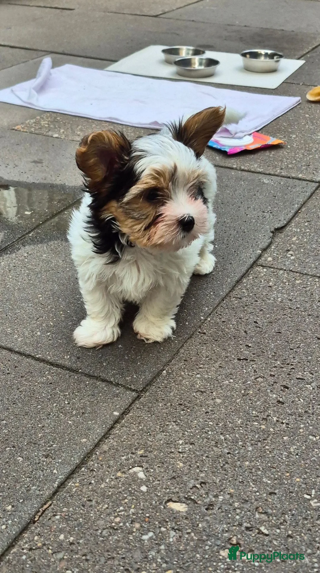 Kruising honden te koop: Biewer yorkshire terriërtjes  in Vriezenveen - Advertentie 1