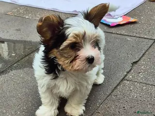 Kruising honden Biewer yorkshire terriërtjes - Advertentie 6