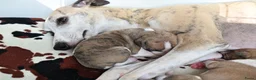 Whippet honden te koop: Whippetpupjes - Advertentie 3