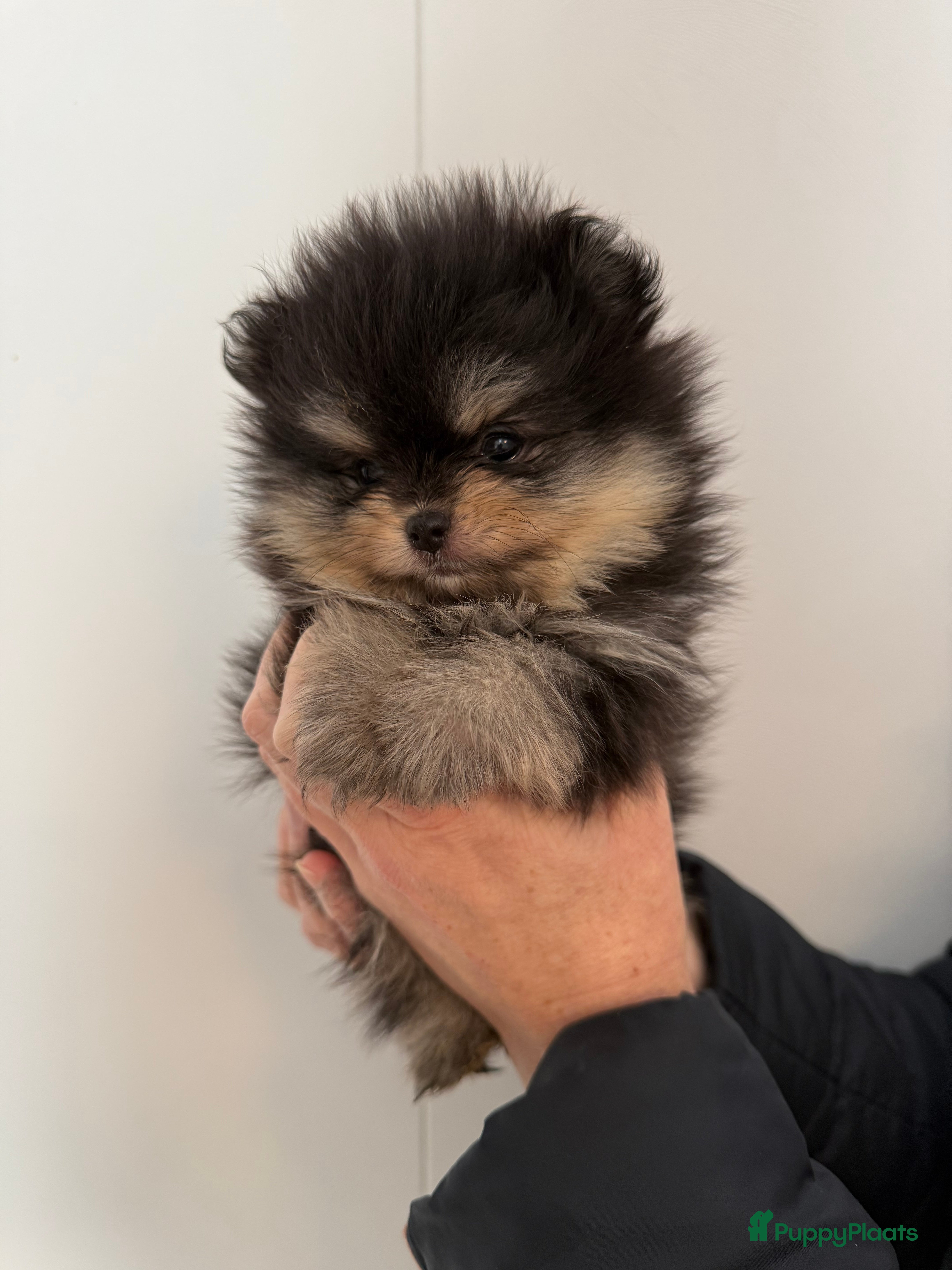 Pomeriaan honden 100% pomeriaan, 4 teefjes uit showlijn. - Advertentie 3