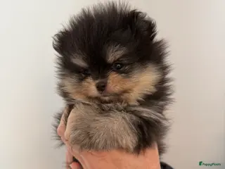 Pomeriaan honden 100% pomeriaan, 4 teefjes uit showlijn. - Advertentie 3