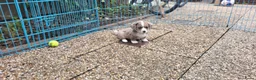Welsh Corgi Cardigan honden te koop: Welsh corgi cardigan pups, blue merle - Advertentie 16