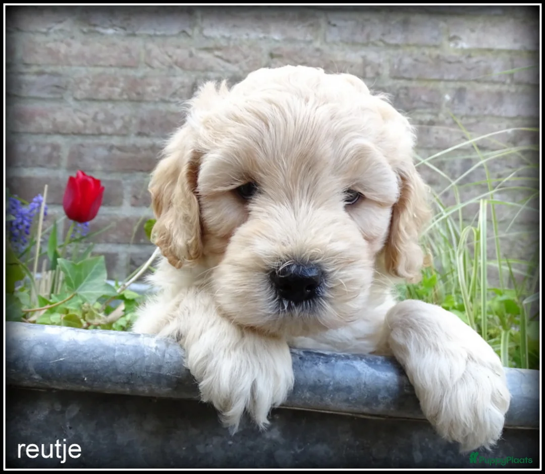 Labradoodle honden te koop: Labradoodle mini pups +/- 40 cm - Advertentie 1