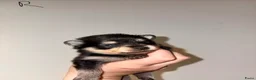 Kruising honden te koop: Pomeriaan pups black en tan & merle - Advertentie 7