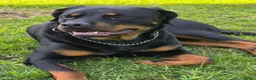 Kruising honden te koop: Nestje pups/ Rottweiler -X- Amerikaans Bulldog. - Advertentie 3