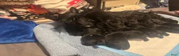 Schotse Terriër honden te koop: Twee Schotse terriër reutjes beschikbaar  - Advertentie 11