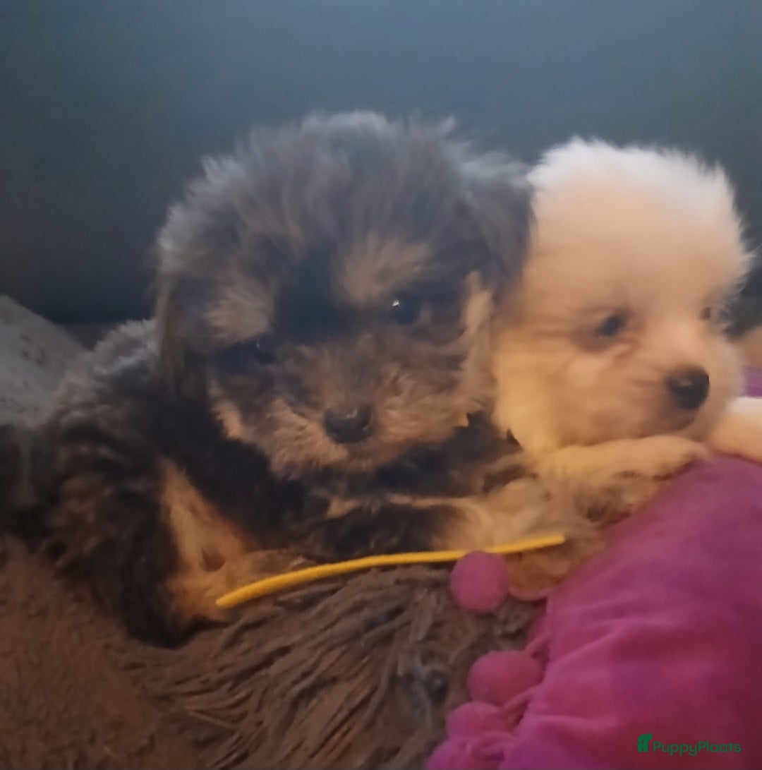 Boomer honden te koop: Prachtige boomer pups .mogen nestje verlaten!! - Afbeelding 22
