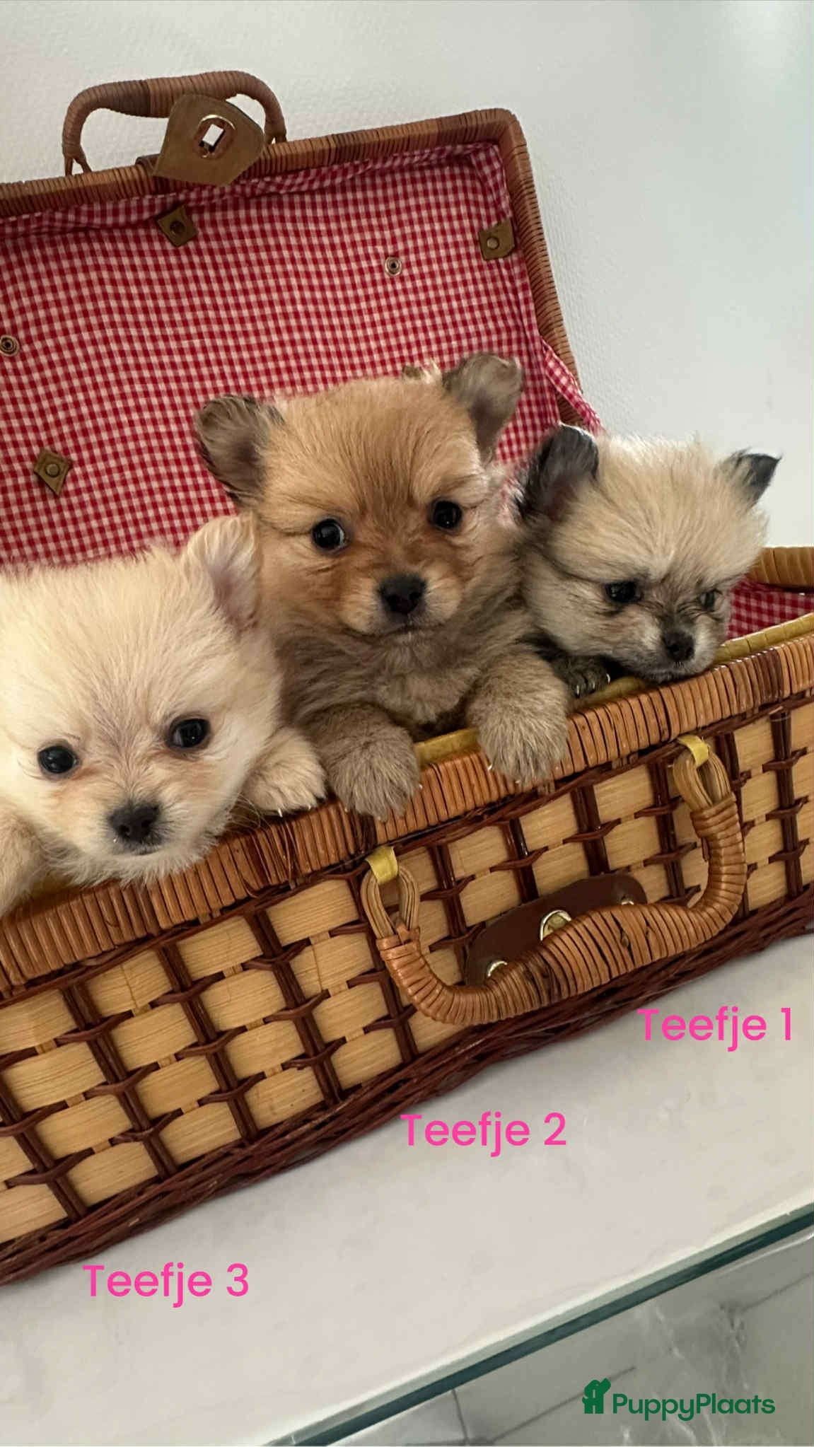 Pomeriaan honden Pomeriaan teefjes  - Advertentie 2