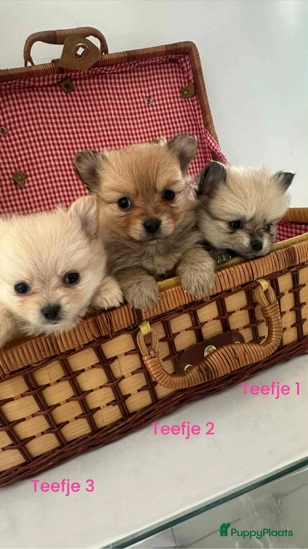 Pomeriaan honden te koop: Pomeriaan teefjes  - Advertentie 2