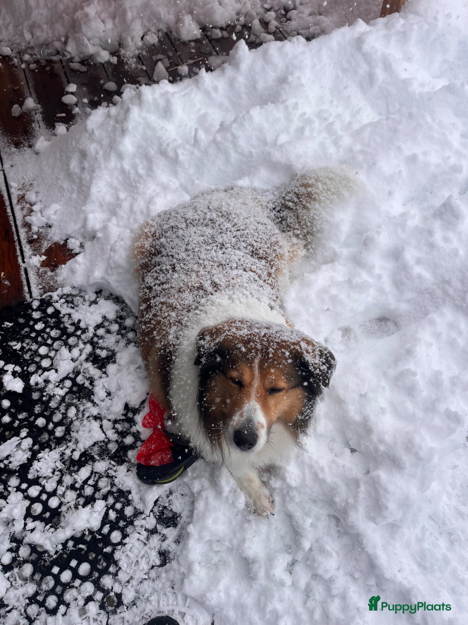 Kruising honden Reu aangeboden ter dekking - Advertentie 1