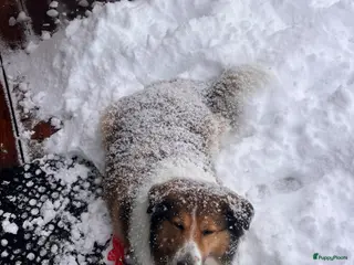 Kruising honden Reu aangeboden ter dekking - Advertentie 1