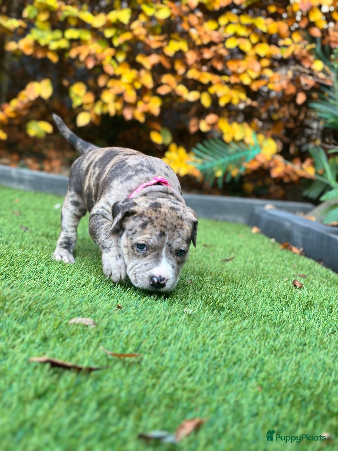 Amerikaanse Bully honden te koop: American Bully Xl pups - Advertentie 12