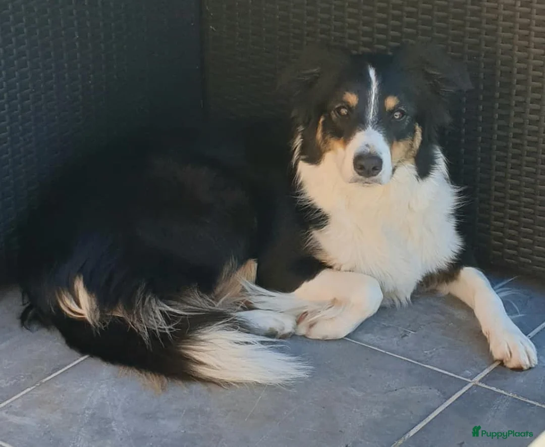 Border Collie honden te koop: Liefdevol gefokte Border Collie pups (FCI/LOSH) - Advertentie 1