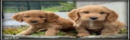 Cockapoo honden te koop: Cockapoo pup teefjes - Advertentie 5