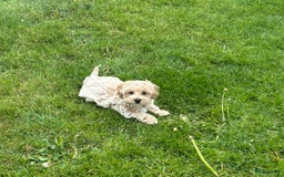 Maltipoo honden te koop: Maltipoo pups in Oirschot - Afbeelding 5