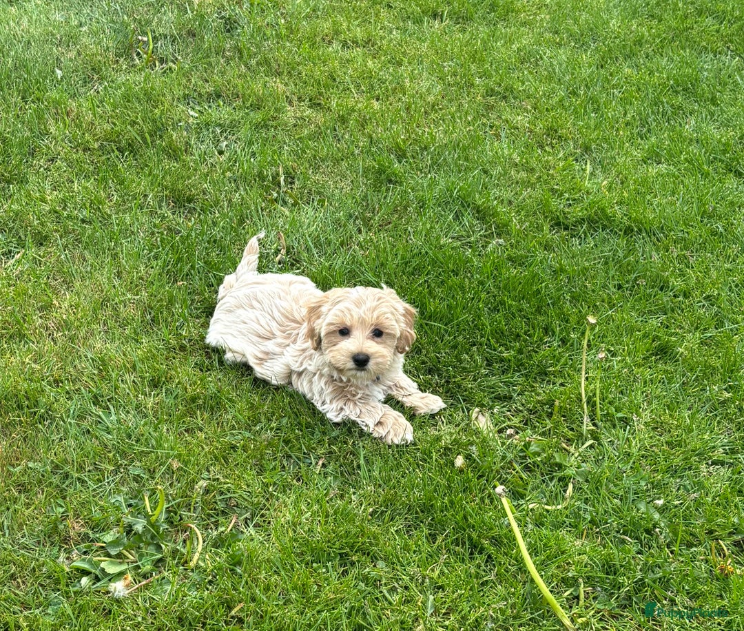 Maltipoo honden te koop: Maltipoo pups in Oirschot - Afbeelding 5