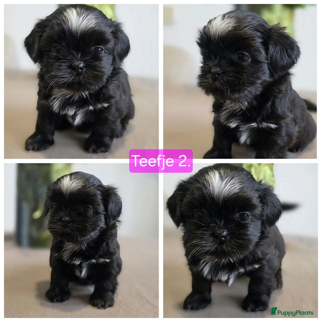 Shih Tzu honden te koop: Nog 2 mooie shih-tzu teefjes beschikbaar. - Advertentie 2