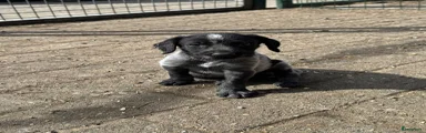 Duitse Staande Hond Draadhaar 1