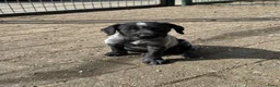 Duitse Staande Hond Draadhaar honden te koop: Pups Duitse staande draadhaar  - Advertentie 4