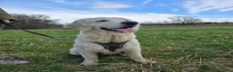 Golden Retriever honden te koop: Een 3-jarige Golden Retriever-teef. - Advertentie 2