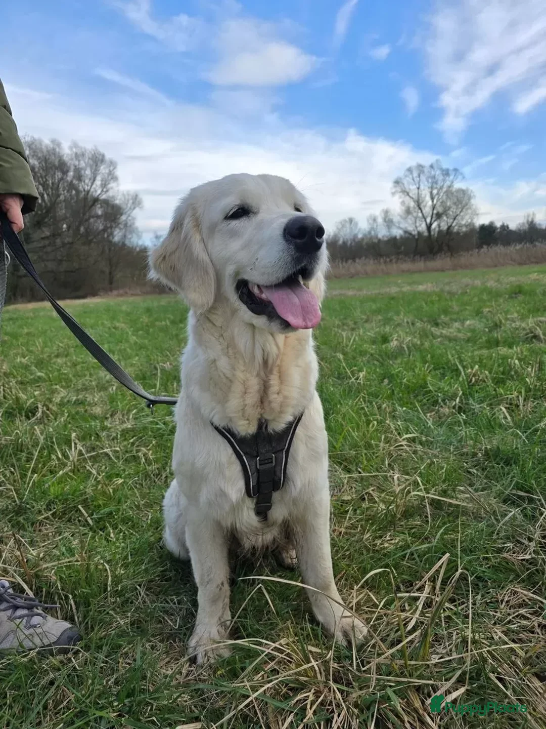 Golden Retriever honden te koop: Een 3-jarige Golden Retriever-teef. - Advertentie 2