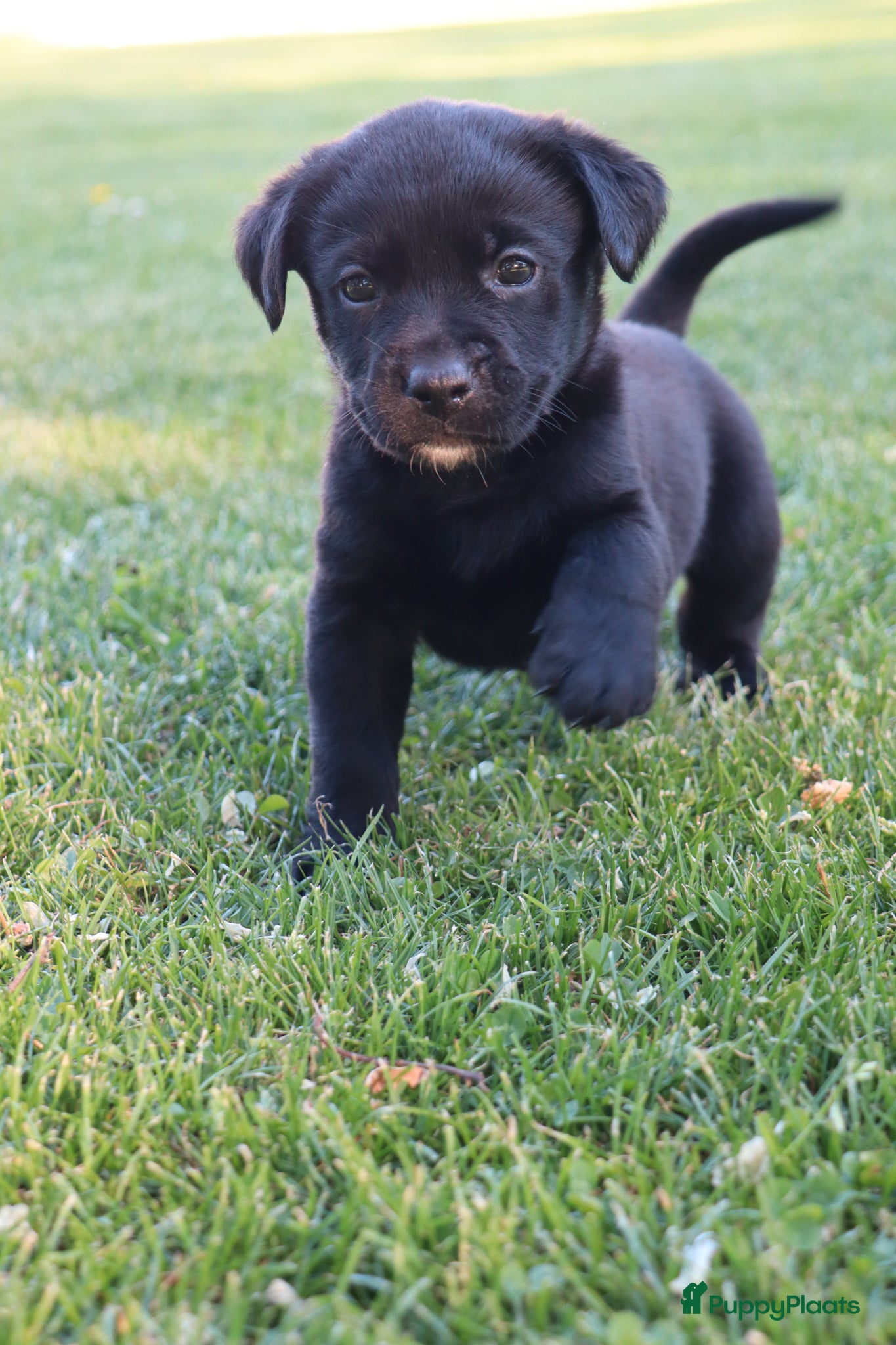 Kruising honden te koop: Prachtige labradorpups kruising  in Someren - Advertentie 12