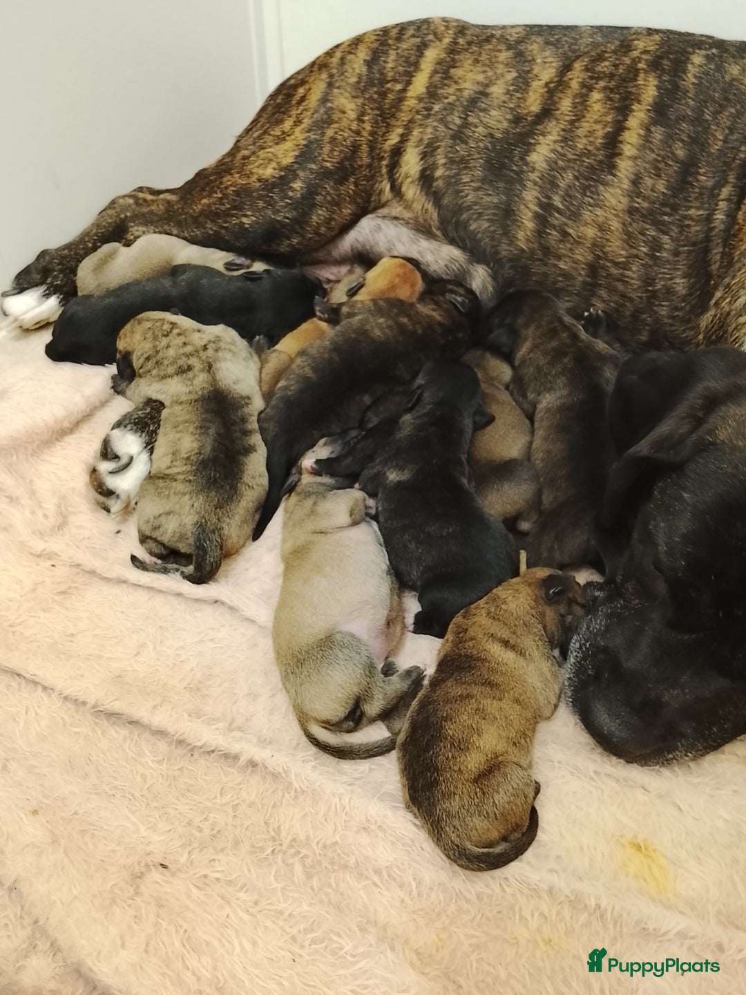 Kruising honden te koop: Nog3 teefjes,en 4 reutjes Pressa/Fila brasileiro  - Advertentie 1