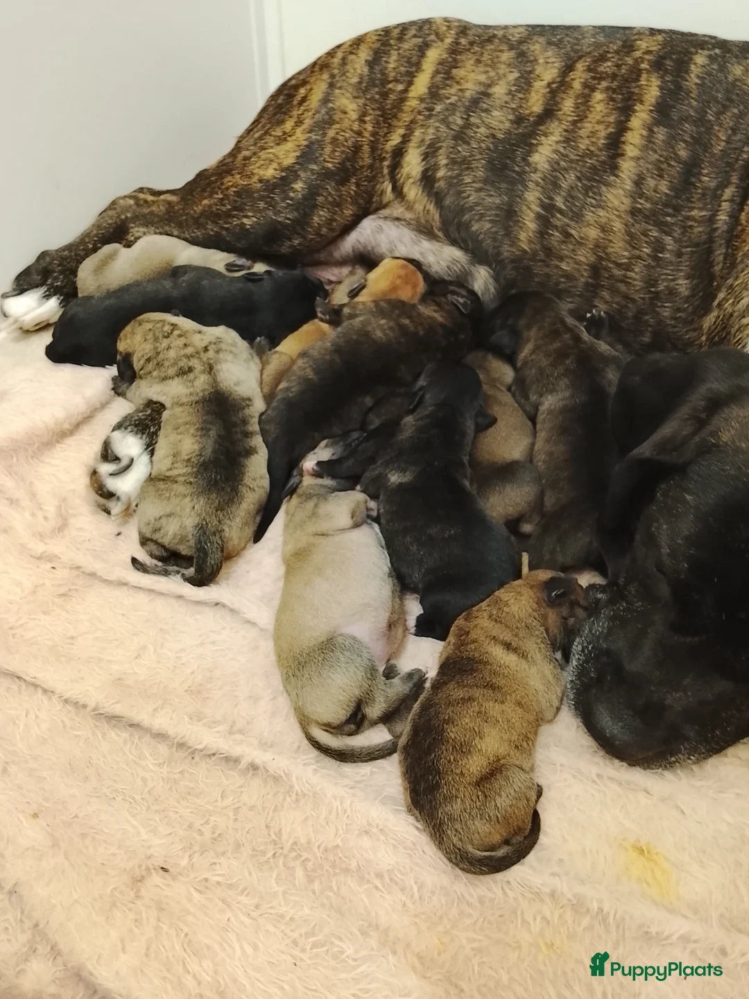 Kruising honden te koop: Nog 2 pressa/Fila pups ter beschikking  - Advertentie 1