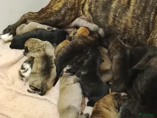 Kruising honden Nog3 teefjes,en 4 reutjes Pressa/Fila brasileiro - Advertentie 5