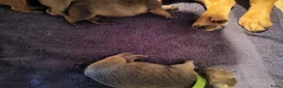 Franse Bulldog honden te koop: Fr bulldog puppy's met stamboom geteste ouders  - Advertentie 16