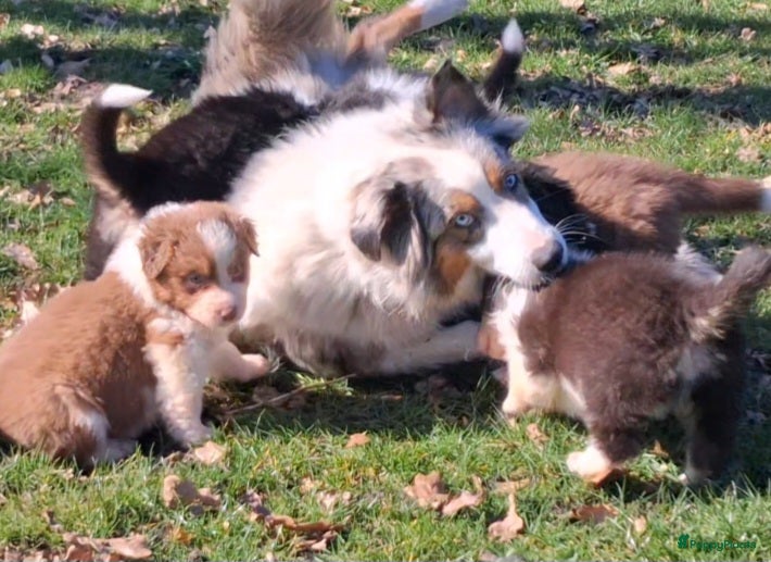 Australian Shepherd honden Super gesocialiseerde Australische herder pups - Advertentie 2