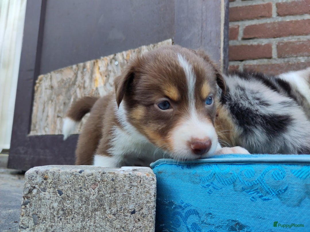 Australian Shepherd honden te koop: Australian Shepherd x Bordercollie pups in Linde - Afbeelding 10