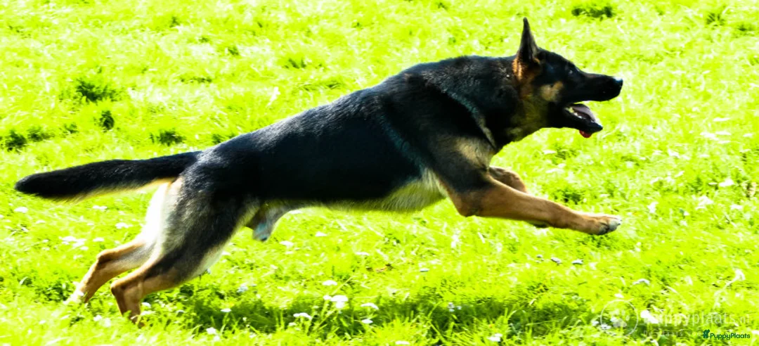 Duitse Herder honden ter dekking: Duitse herder uit 100% werklijnen (rechte rug) in Beekbergen - Advertentie 6