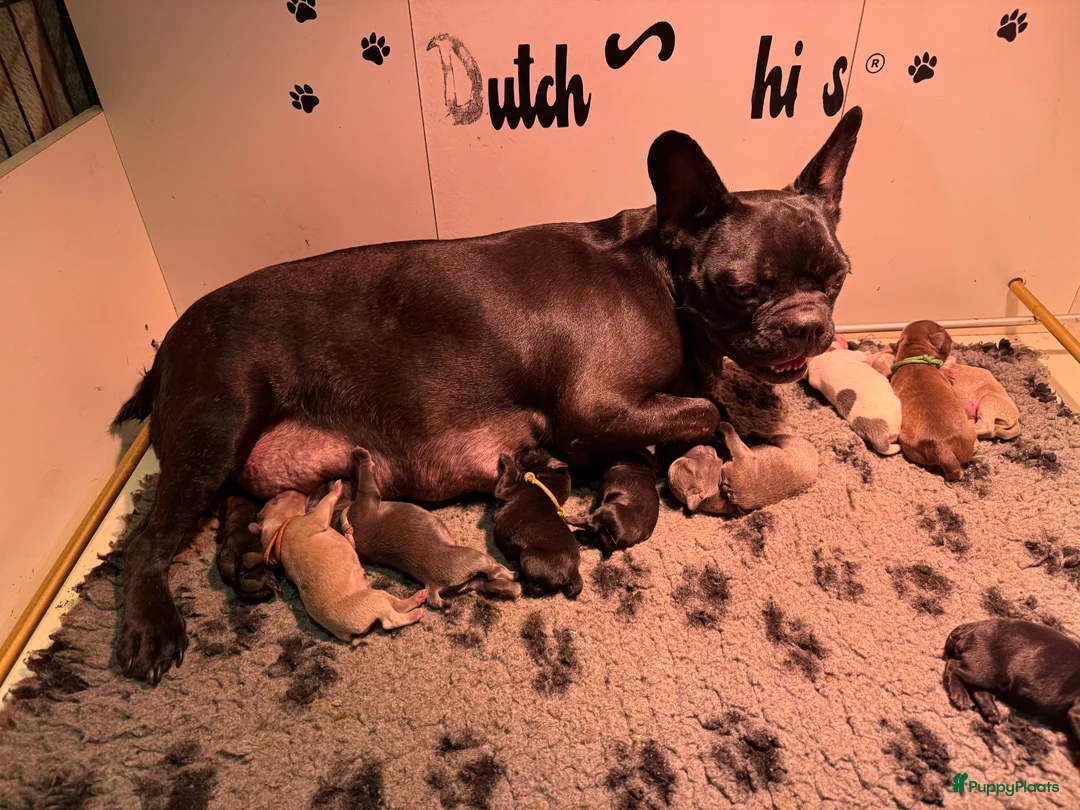 Franse Bulldog honden te koop: Schitterende reutjes  - Advertentie 2