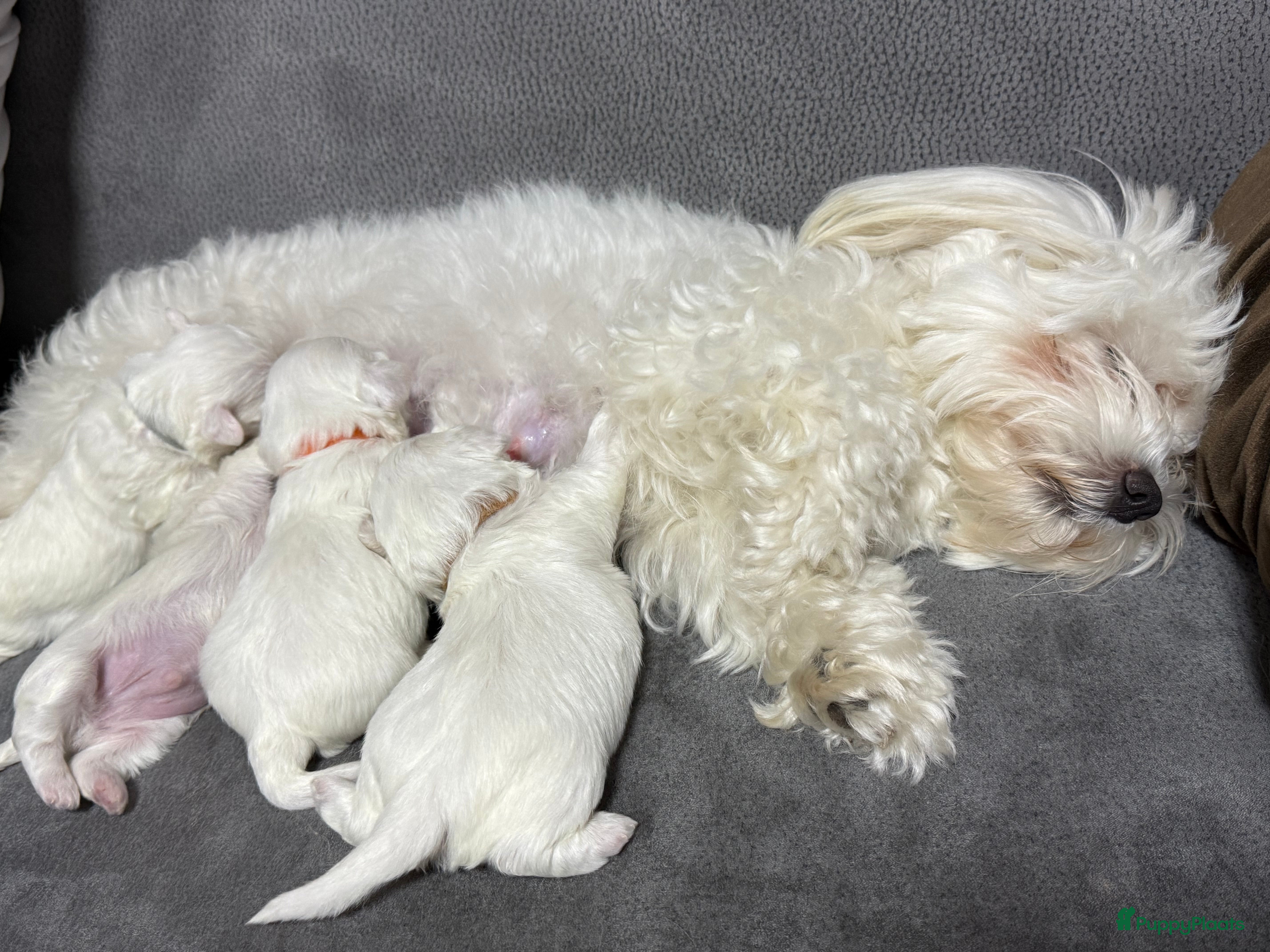 Maltezer honden Maltezer puppy  - Advertentie 1