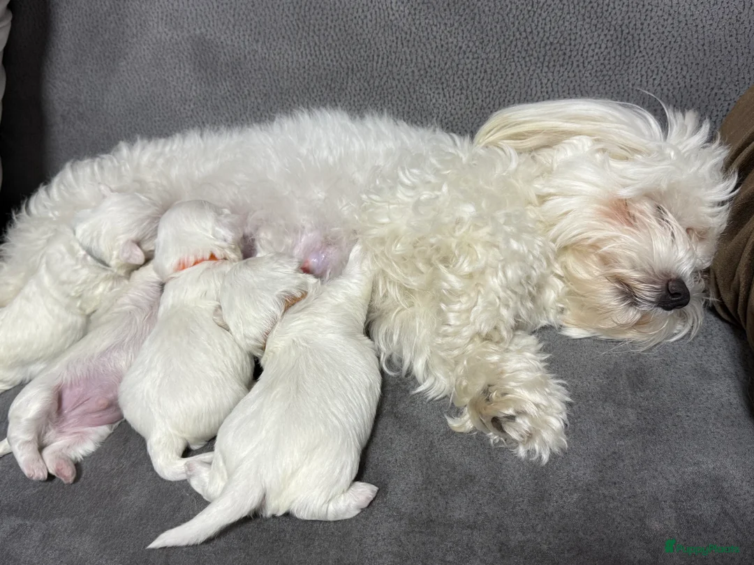 Maltezer honden te koop: Maltezer puppy  - Advertentie 1