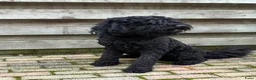 Barbet honden te koop: Co own adres gezocht - gratis!  - Advertentie 2