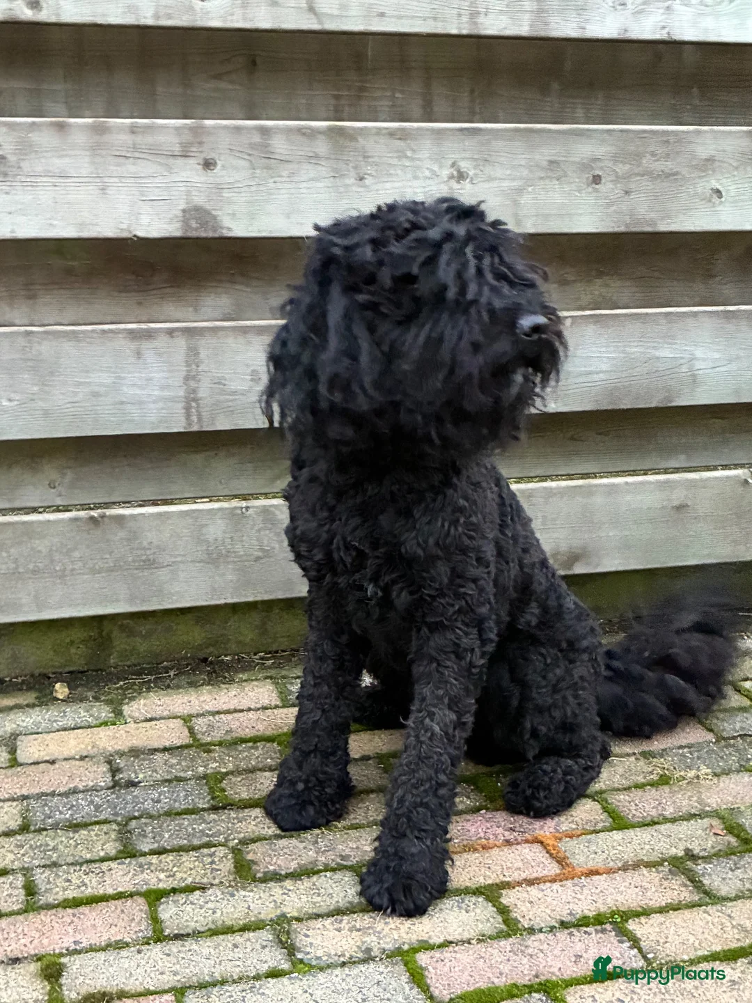 Barbet honden te koop: Co own adres gezocht - gratis!  - Advertentie 2