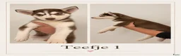 Siberische Husky honden te koop: Husky Pups - Advertentie 4